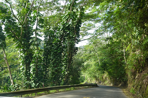 Lahaina Road with plants overtop.
